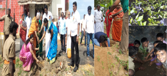 tree planting (3)